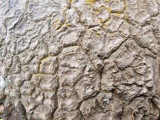 Close up view of aged tree bark texture background
