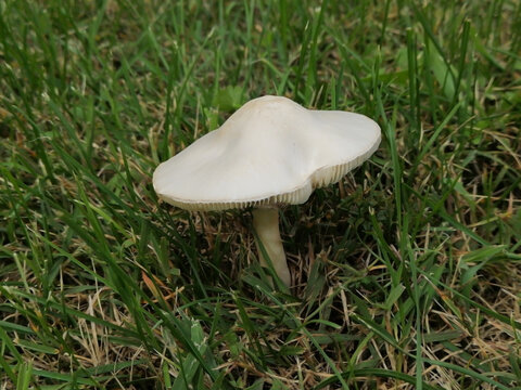 Closeup mushroom White Dapperling - Leucoagaricus Leucothites in grass on the meadow