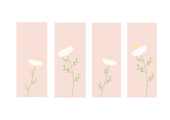 Daisy flower on pink background wallpaper design