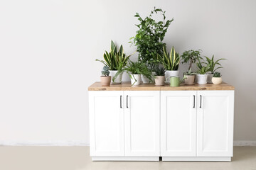 Different houseplants on counters near light wall