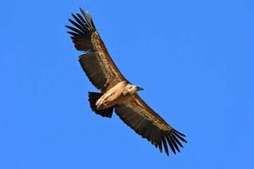 Griffon vulture // Gänsegeier (Gyps fulvus) - Monfrague, Extremadura, Spain