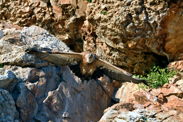 Griffon vulture // Gänsegeier (Gyps fulvus) - Salto del Gitano, Monfrague, Extremadura, Spain