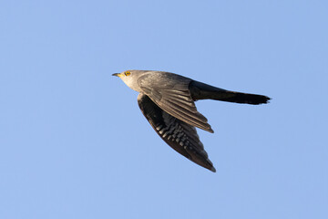 cuckoo