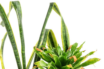 Obraz premium Wilted plants on white background