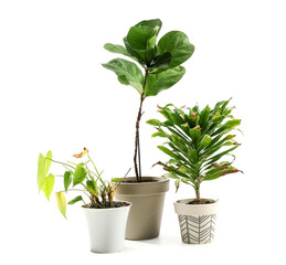 Obraz premium Wilted plants on white background