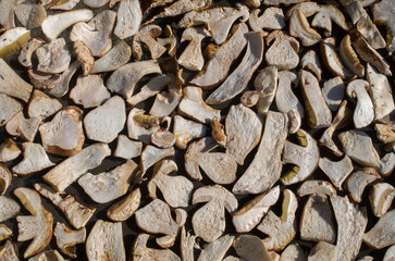 Drying sliced boletus mushrooms on net in the sun close