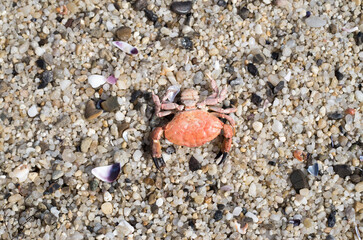 Skeleton of a small red sea crab on sea sand close