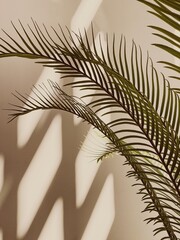Tropical palm leaf, warm tan sunlight shadows on the wall. Aesthetic gentle shade silhouette in sun light. Minimal home interior design decoration