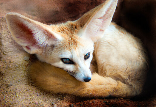Portrait of a Fennec Fox curled up in the sand, South Africa