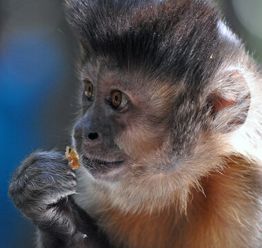 Close-up portrait of a monkey eating food, South Africa