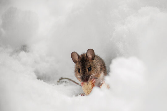 Close-up of a small grey mouse eating bread in the winter snow, Bulgaria