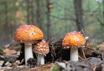 Three fly agarics on blurred background of dense green forest