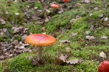 Bright orange fly agaric mushroom on blurred background of green moss and fallen leaves