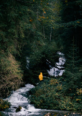 Yellow Forest