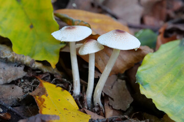 Three autumn poisonous mushrooms growing in soil