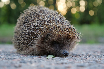 Hedgehog on the road, scientific name - Erinaceus europaeus