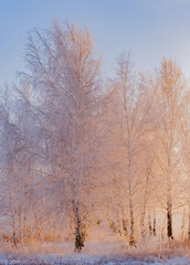 Frozen trees in the snow in winter. Winter and frost. Beautiful sunset light. Snow-white branches. First snow. Seasons. Themes of postcards and travels. Sunlight through the trunks.