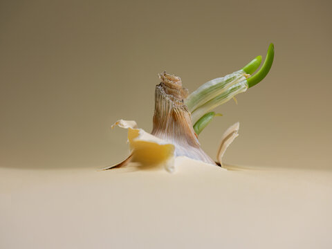 Close-Up of a sprouting onion breaking through a piece of paper