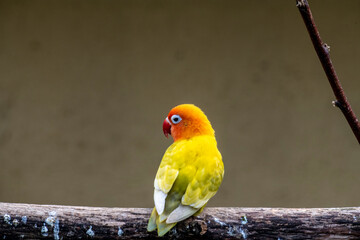 bright colorful tropical parrot close-up