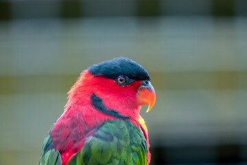 bright colorful tropical parrot close-up