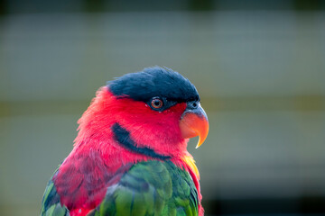 bright colorful tropical parrot close-up