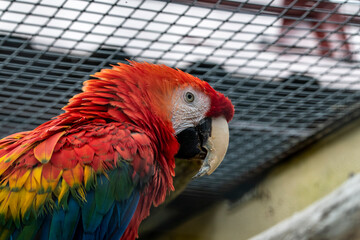 bright colorful tropical parrot close-up