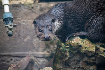a large brown river otter came out of the water for lunch