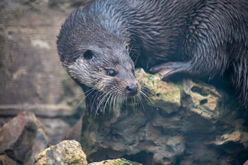 a large brown river otter came out of the water for lunch