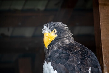 adult predator eagle with a sharp and curved beak close-up