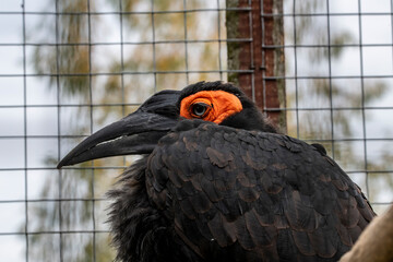 a large black bird with orange spots on its head and an orange crop