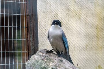 blue-winged magpie in a calm state close-up