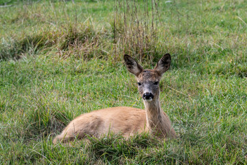 roe deer on a green meadow calmly resting on a sunny day