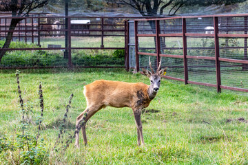 roe deer on a green meadow calmly resting on a sunny day