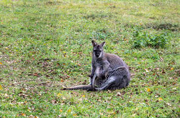 mother kangaroo hid her baby in her bag from external dangers