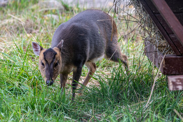 a small deer frightened looks around on a sunny day