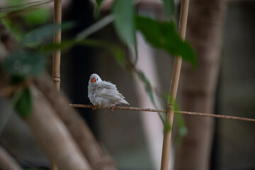 beautiful bright birds in the rainforest eat and do home improvement