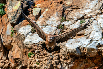Griffon vulture // Gänsegeier (Gyps fulvus) - Salto del Gitano, Monfrague, Extremadura, Spain
