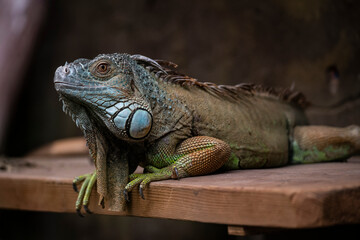 blue tropical iguana close up
