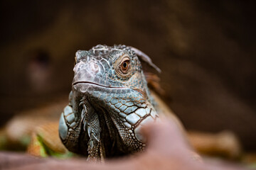 blue tropical iguana close up