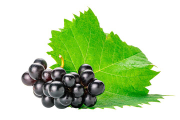 Bunch of ripe seedless black grapes with green leaf isolated on white background with clipping path.