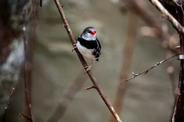 Australian bird-brilliant finches perched on a branch