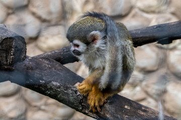 Obraz premium a small marmoset monkey looks around with interest