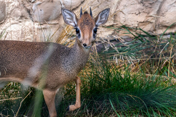 a small deer frightened looks around on a sunny day