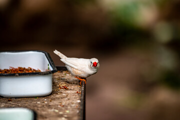 beautiful bright birds in the rainforest eat and do home improvement