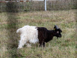 domestic animals graze on the lawn near the farm