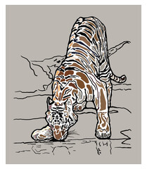 Tiger drinking water. Vector illustration.