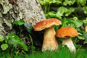 White mushrooms near trees grow in the forest, natural photo