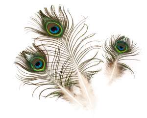Three peacock feathers isolated on white background