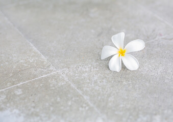 Yellow and white frangipani flowers lay on the light gray tiled floor.
