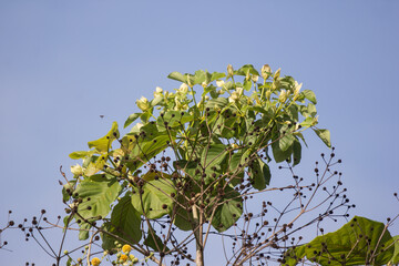 Green flower of teak tree with green leaf